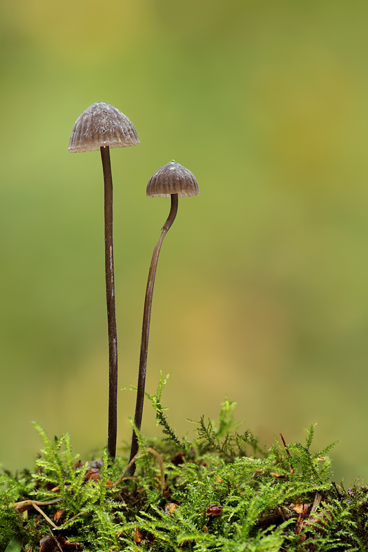 Unknown Fungi 4
